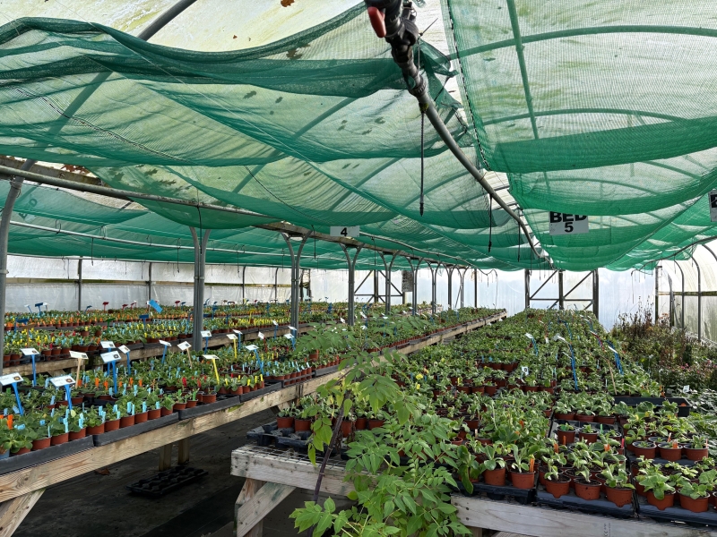 Hill View Hardy Plants